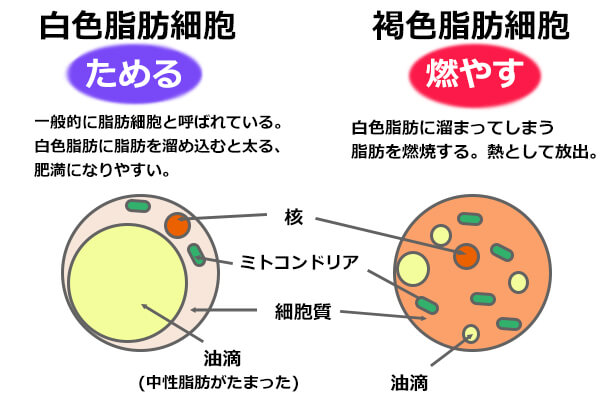 脂肪細胞の種類