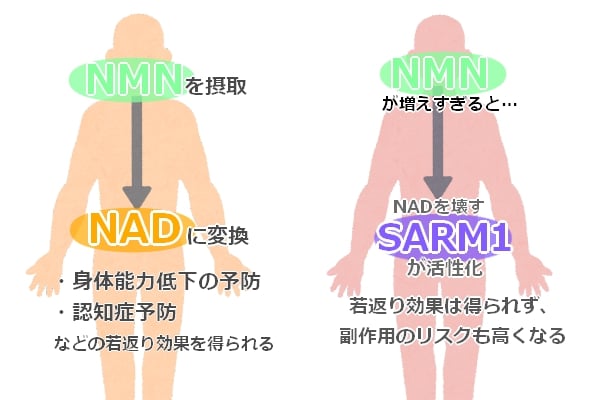 NMNとSARM1の作用