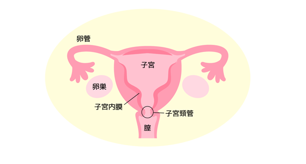 子宮頚管の図