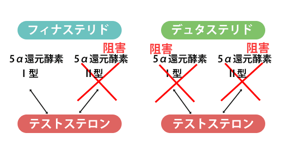 フィナステリドとデュタステリド効果の違い