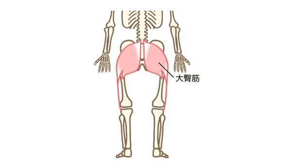 大臀筋のイラスト