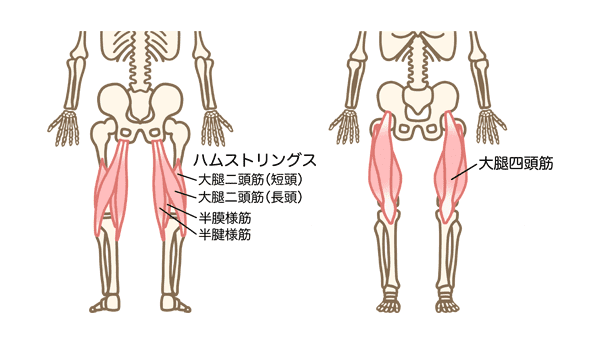 大腿二頭筋と大腿四頭筋のイラスト