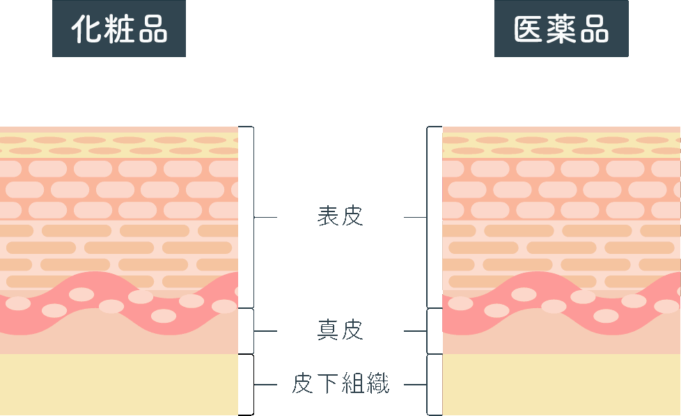 化粧品と医薬品の“浸透力”の違い