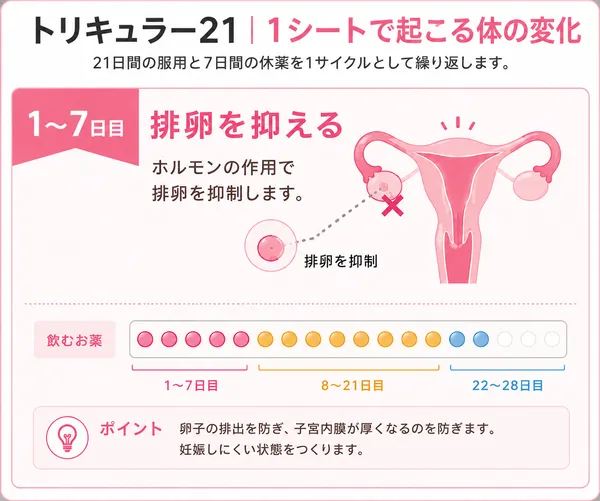 トリキュラーを服用後1~7日間で起こる体の変化