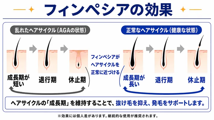 フィンペシア（フィナステリド）の効果の解説画像