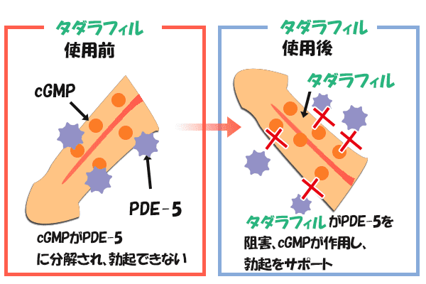 タダシップの有効成分タダラフィルの作用機序