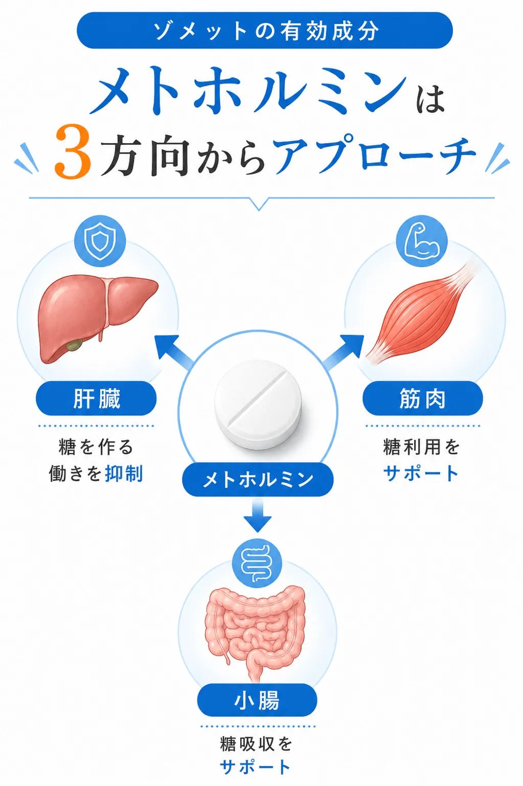ゾメットの有効成分「メトホルミン」は3方向からアプローチ肝臓↓糖を作る働きを抑制筋肉↓糖利用をサポート小腸↓糖吸収を抑制
